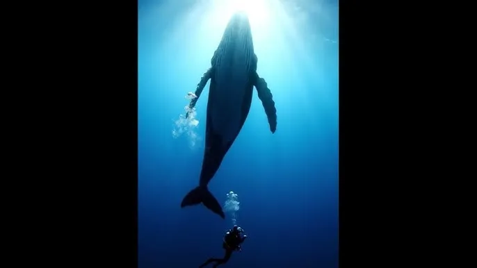 渡濑晶 下载 - 深蓝星球：探索海洋深处的未知世界